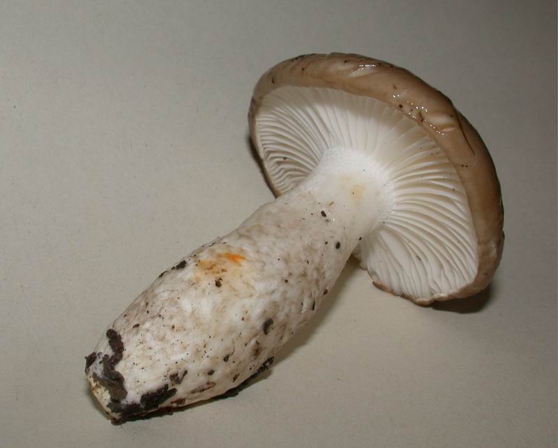 Hygrophorus latitabundus